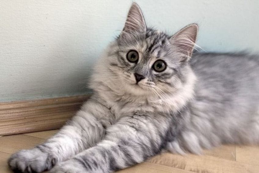 Raza Angora Turco: un gato amigable de pelaje suave y sedoso