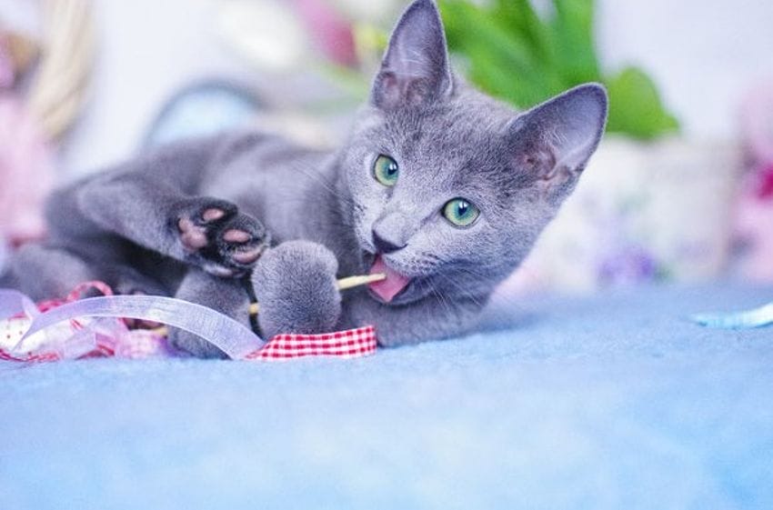 Raza Azul Ruso: un gato de personalidad tímida y belleza exótica
