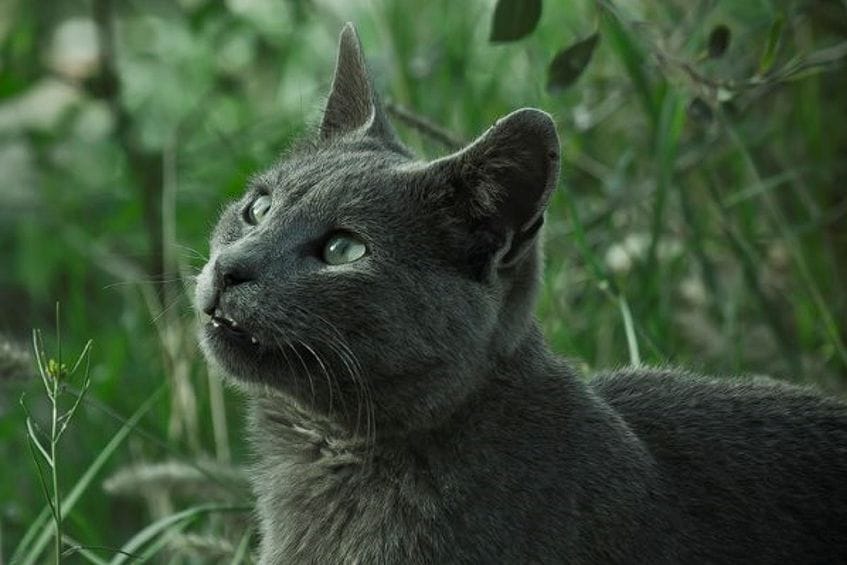 Raza Azul Ruso: un gato de personalidad tímida y belleza exótica