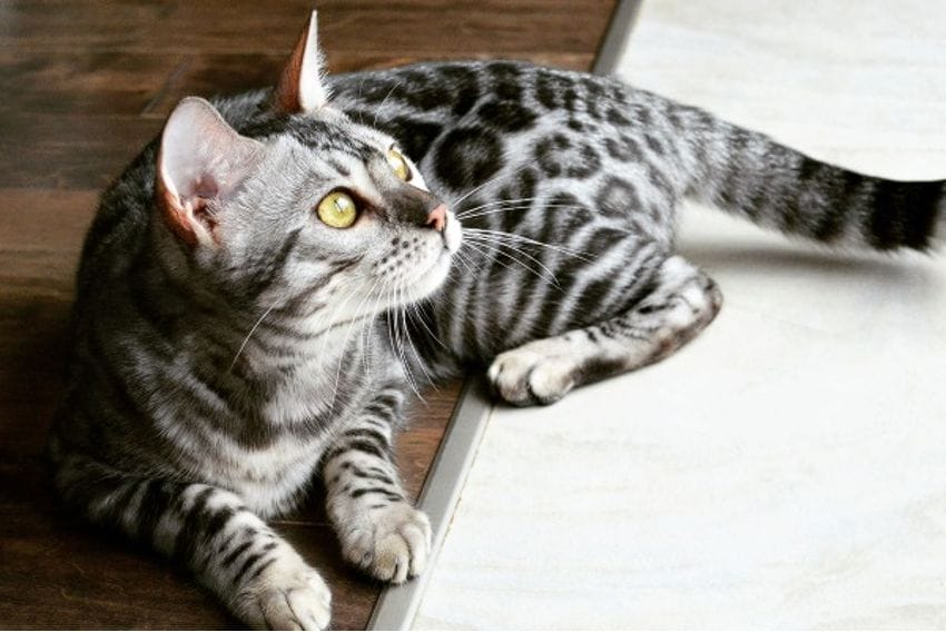 Raza Bengala: un gato lleno de energía y muy curioso