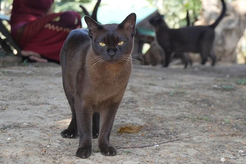 Raza Birmano: un gato devoto a su dueño y de temperamento tranquilo