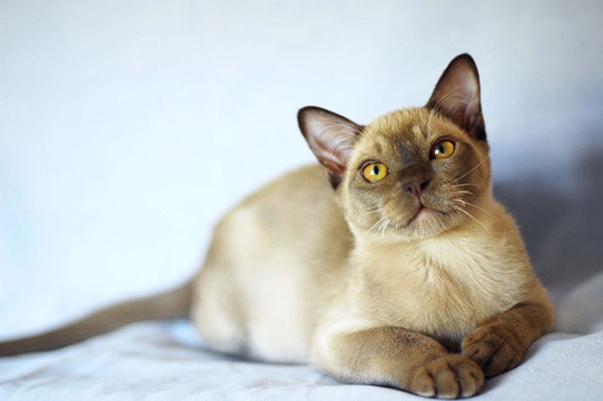 Raza Birmano: un gato devoto a su dueño y de temperamento tranquilo