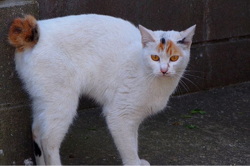 Raza Bobtail japonés: un gato que destaca por su cola corta