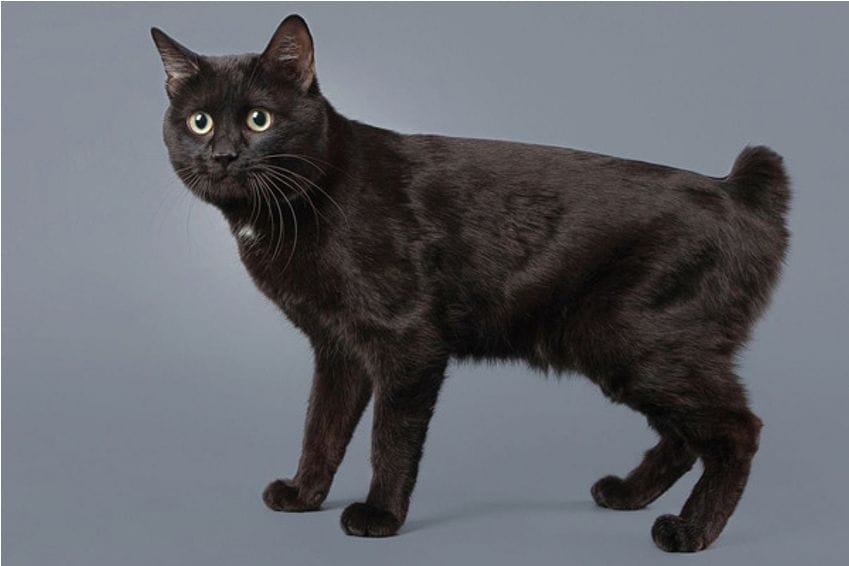 Raza Bobtail japonés: un gato que destaca por su cola corta