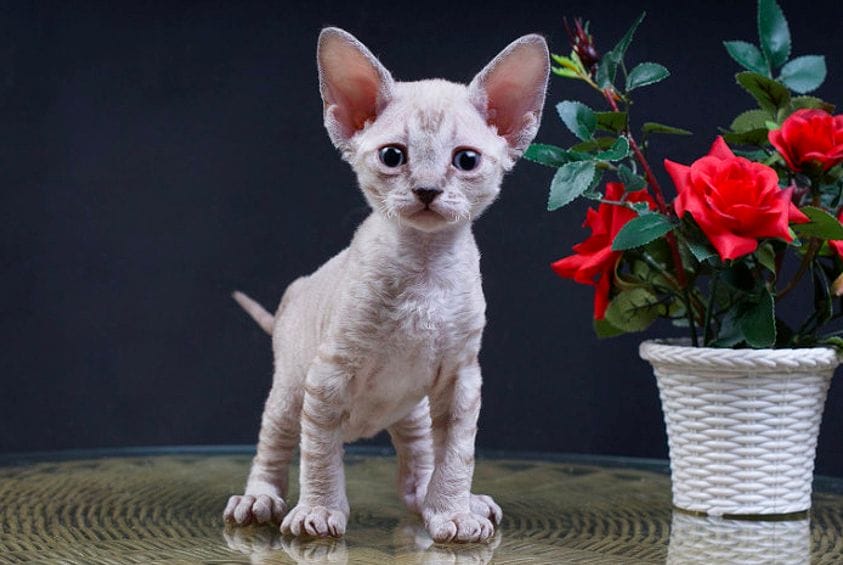 Raza Devon Rex: un gato muy inteligente y juguetón
