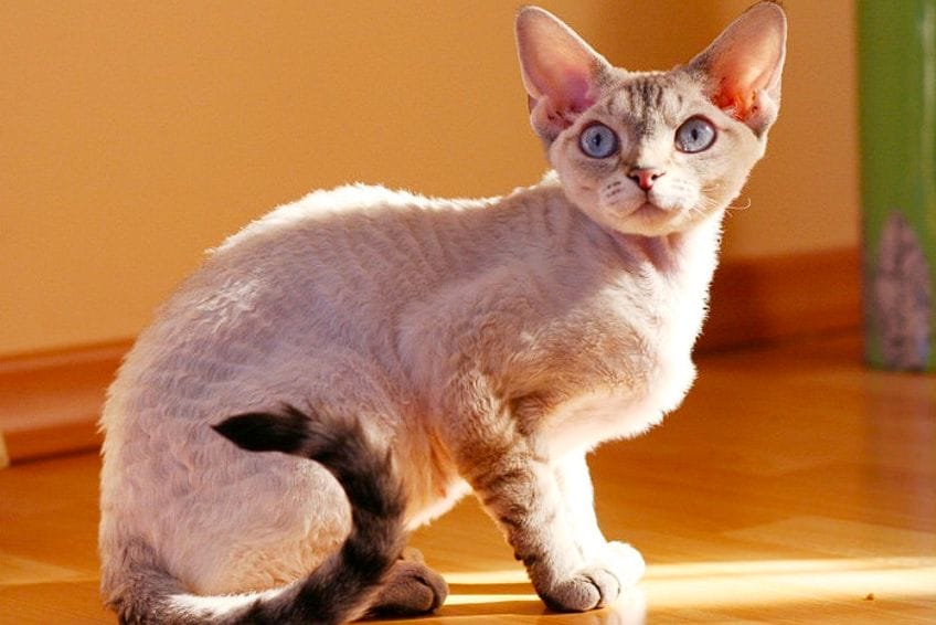 Raza Devon Rex: un gato muy inteligente y juguetón