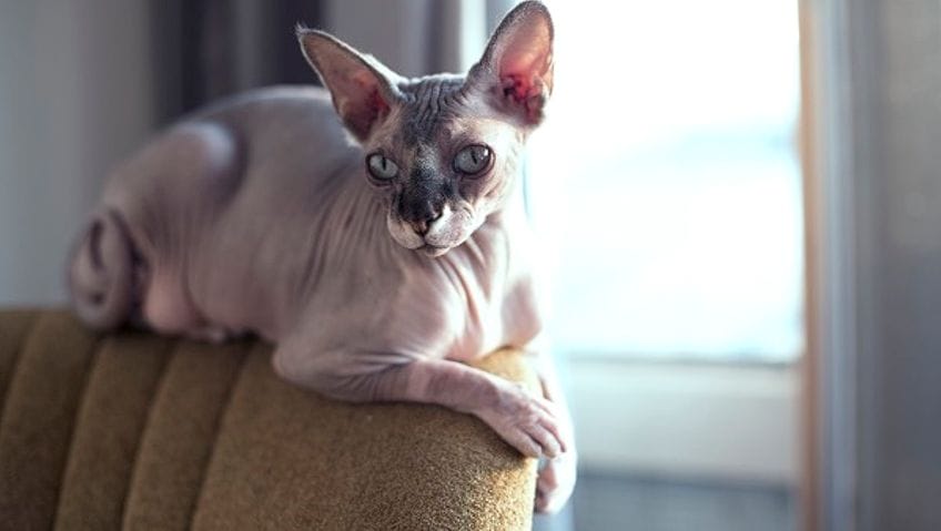 Raza Don Sphynx: un gato que destaca por su apariencia sin pelo