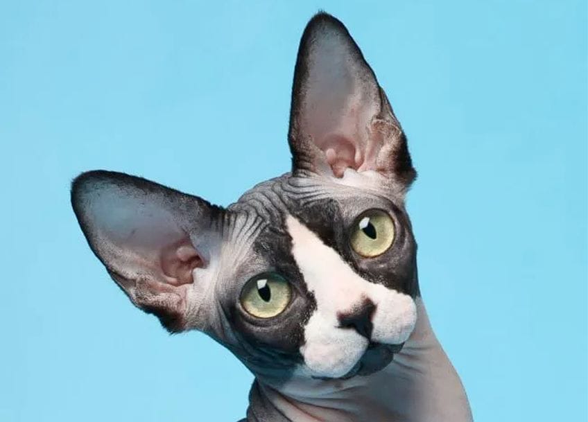 Raza Don Sphynx: un gato que destaca por su apariencia sin pelo