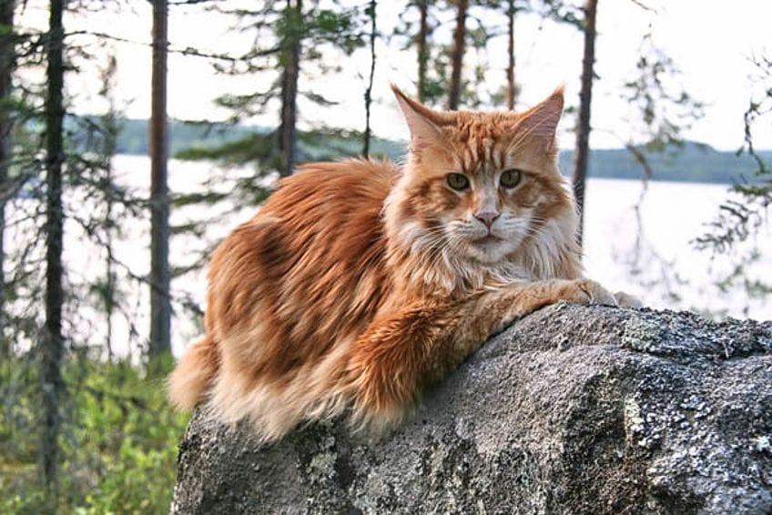 Raza Maine Coon: los gatos domésticos más grandes