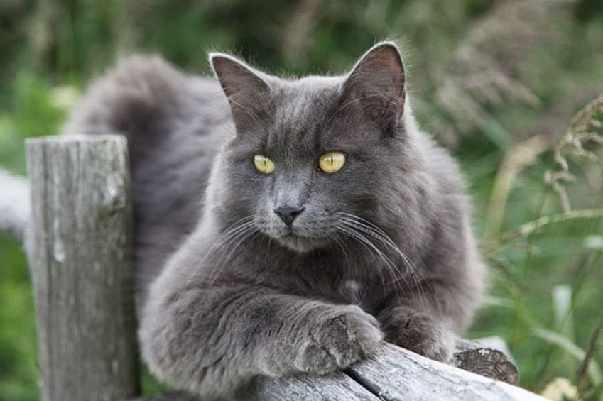 Raza Nebelung: un gato de pelaje largo y sedoso que se confunde con la niebla