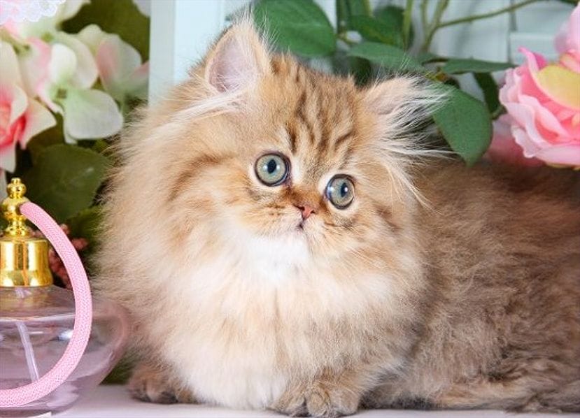Raza Persa: un gato muy inteligente y cariñoso