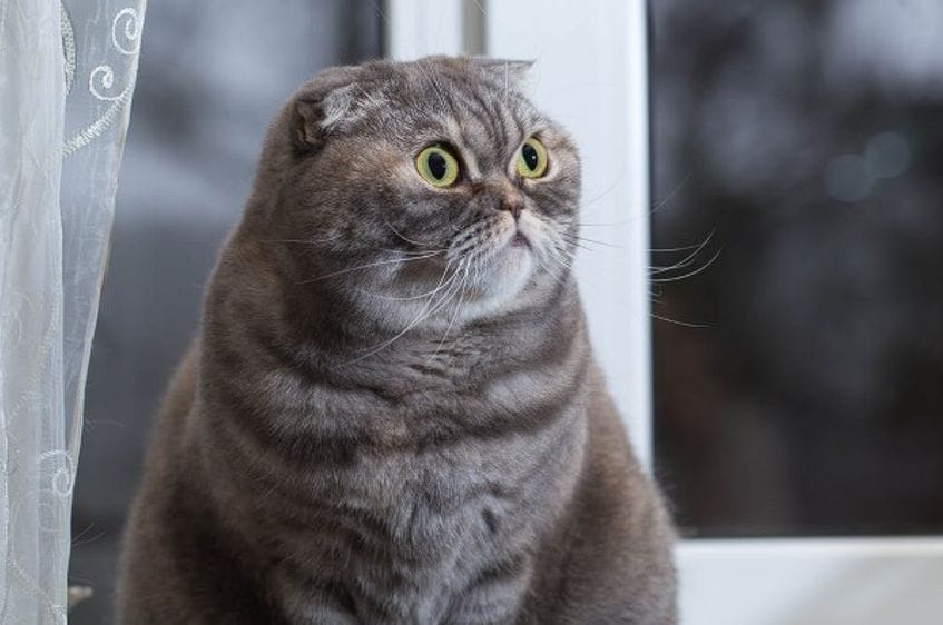 Raza Scottish Fold: un gato con orejas plegables y de apariencia muy bella