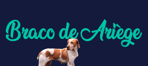 Portada de perro Braco de Ariège, con el nombre de la raza de fondo