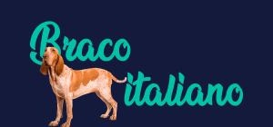 Portada de perro Braco italiano, con el nombre de la raza de fondo