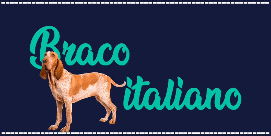 Portada de perro Braco italiano, con el nombre de la raza de fondo