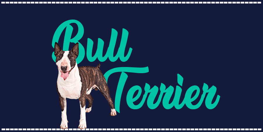 Portada de perro Bull Terrier, con el nombre de la raza de fondo