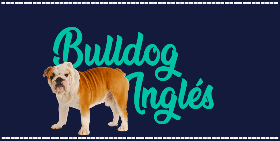 Portada de perro Bulldog Inglés, con el nombre de la raza de fondo
