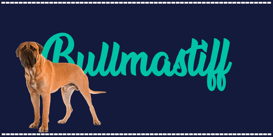 Portada de perro Bullmastiff, con el nombre de la raza de fondo