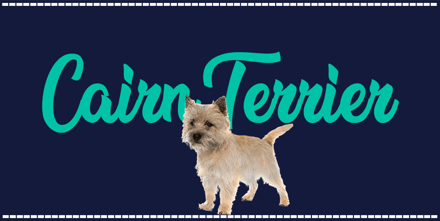 Portada de perro Cairn Terrier, con el nombre de la raza de fondo
